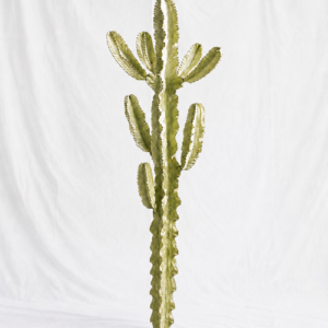 Euphorbia Ammak