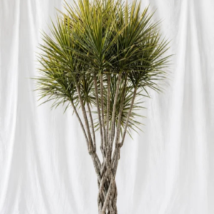 Dracaena Marginata