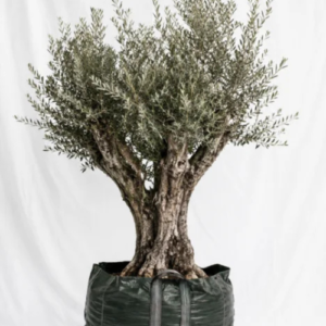 Aged Olive Trees